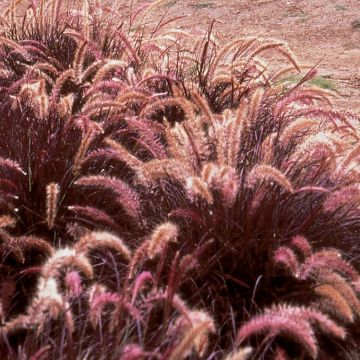 Pennisetum Tiny Tails - Dwarf Purple Fountain Grass