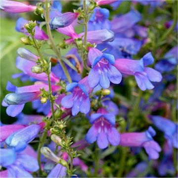 Penstemon heterophyllus Heavenly Blue Springs - Electric Blue Rock Candy Penstemon Beardtongue