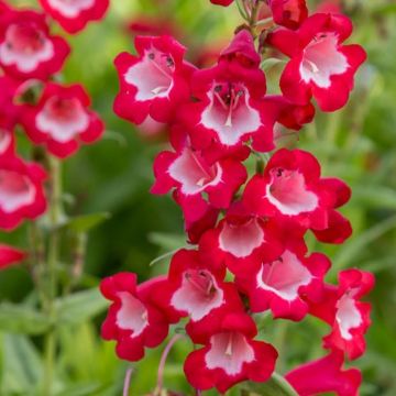 Penstemon King George