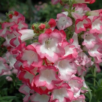 Penstemon Phoenix Appleblossom