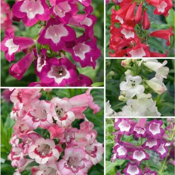 Penstemon Collection - Pack of FIVE different Plants
