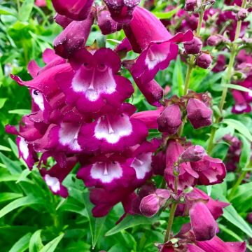 Penstemon Phoenix Magenta Improved