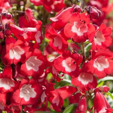 Penstemon Phoenix Red