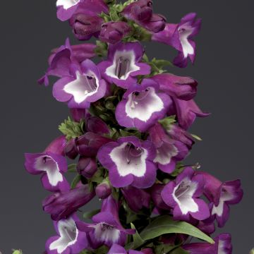 Penstemon 'Phoenix Violet'