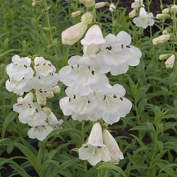 WINTER SALE - Penstemon Snow Storm - White Bedder