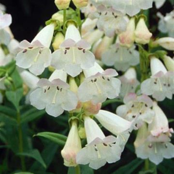 Penstemon Wedding Day