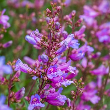 Penstemon Catherine de la Mare - Blue Penstemon Plant