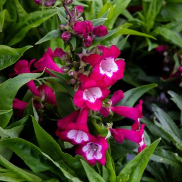 Penstemon Polaris Magenta