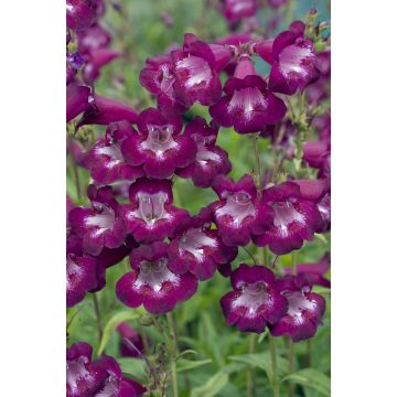 Penstemon Pensham Plum Jerkum