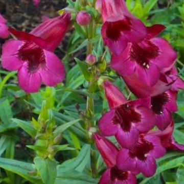 Penstemon 'Rich Ruby'