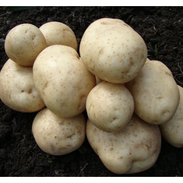 SPECIAL DEAL - Pentland Javelin - First Early Seed Potatoes - Pack of 10