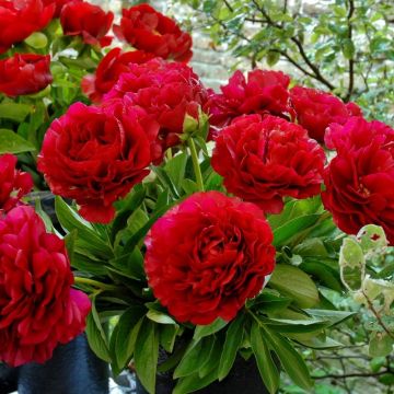 Paeonia Henry Bockstoce - Peony  - Pack of THREE