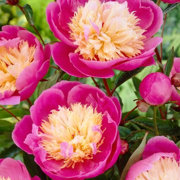 Peony Bowl of Beauty - Exotic Looking Fragrant Garden Peony Plant