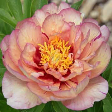 Peony itoh 'Callies Memory' - Paeonia itoh