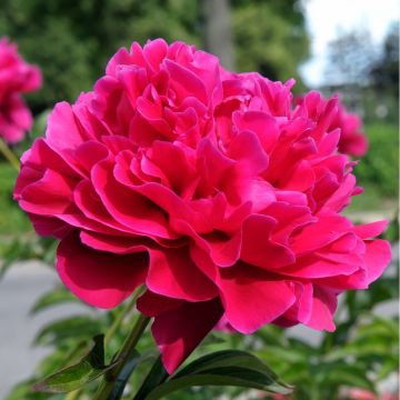 Paeonia Louis van Houtte - Peony