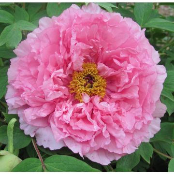 Tree Peony - Paeonia suffruticosa ‘Rou Fu Rong’ - Pink Hibiscus