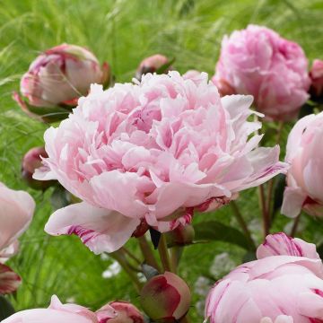 Perfumed Peony - Paeonia Sarah Bernhardt - Peony Sarah Bernhardt - Pack of FIVE