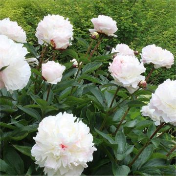Paeonia lactiflora Shirley Temple - Classic White Peony