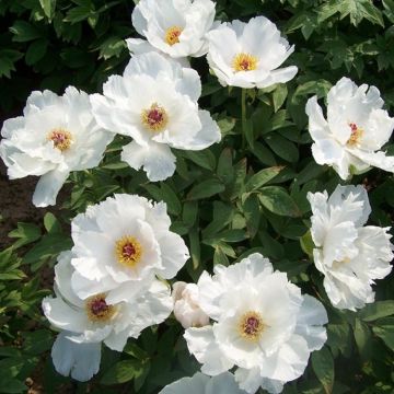 Tree Peony - Paeonia suffruticosa ‘Feng Dan’ - White Phoenix