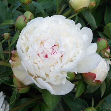 Paeonia lactiflora - Peony - White Sensation