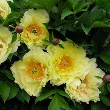 Paeonia Itoh Yellow Dream - Peony