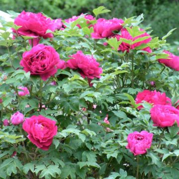 Tree Peony - Paeonia suffruticosa Zhi Hong - Cochineal Red