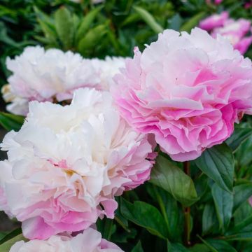 Peony Catharina Fontijn