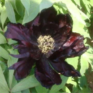 Tree Peony - Paeonia suffruticosa ‘Chu Wu’ - Black Lotus
