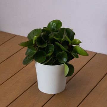Peperomia Obtusifolia Obtipan