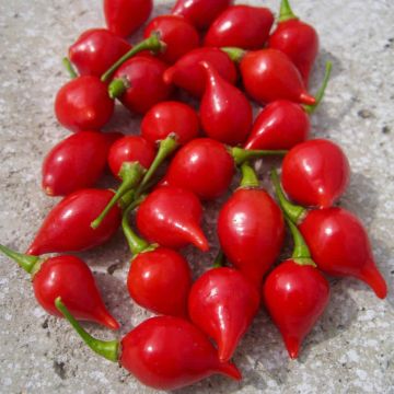 Chilli Pepper Plant 'Biquinho Red'