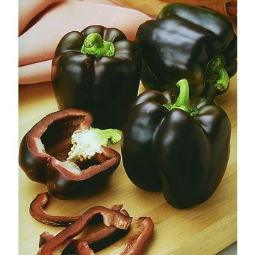 Sweet Pepper 'Sweetonia Chocolate'