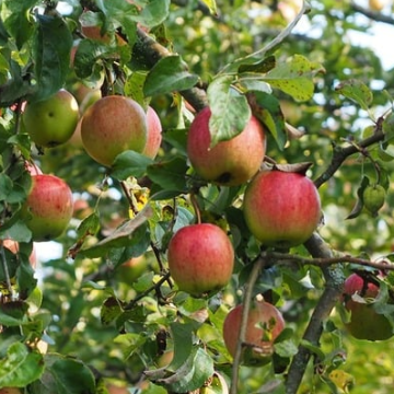 Apple Tree - Blenheim Orange Bush (MM106)