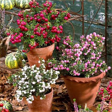 Pernettya mucronata Evergreen Prickly Heath Berry Plants - Pack of THREE Plants in Berry