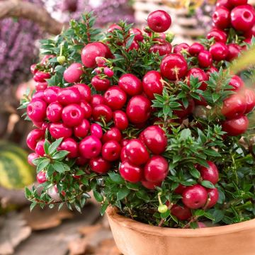 Pernettya mucronata Royal Red - Evergreen Prickly Heath Gaultheria