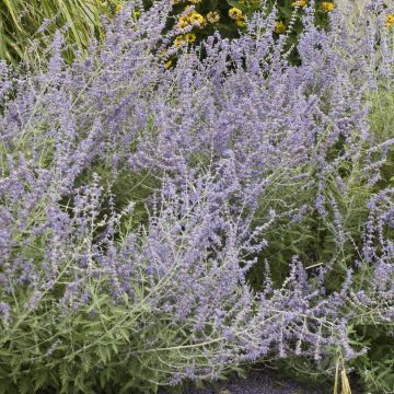 Perovskia atriplicifolia Prime Time - Russian Sage