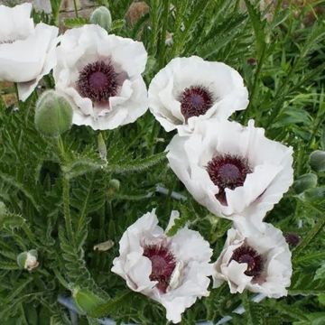 Papaver orientale 'Perry's White' - White Oriental Poppy