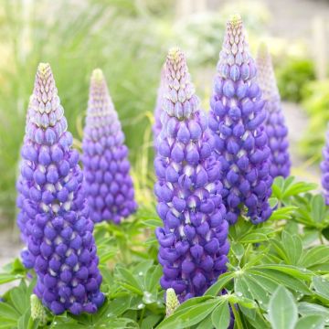 Lupinus West Country Lupins Persian Slipper