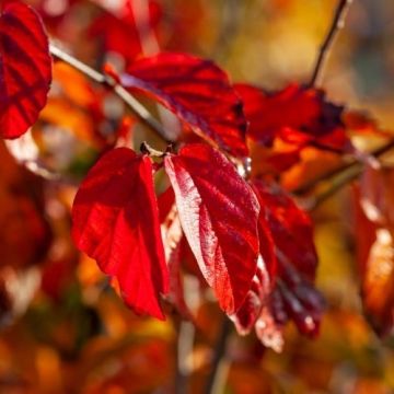 Parrotia persica Persian Spire