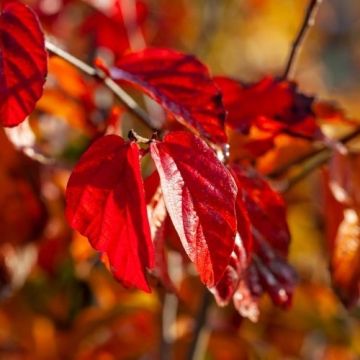 Parrotia persica Persian Spire - Large Specimen