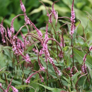 Persicaria amplexicaulis Pink Elephant