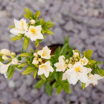 Rhododendron (Azalea) Knaphill Persil