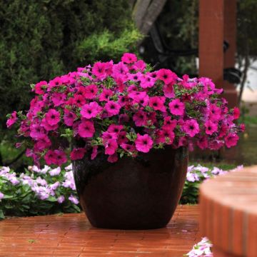 Petunia Hybrida Wave Purple