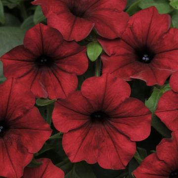 Petunia Hybrida Tidal Wave Red Velour