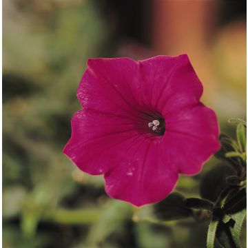 Petunia Hybrida Tidal Wave Cherry