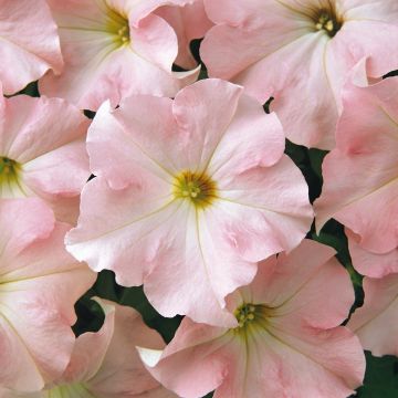Petunia Hybrida Dreams Appleblossom