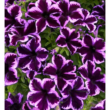 Petunia Cosmic Violet in Bud and Bloom