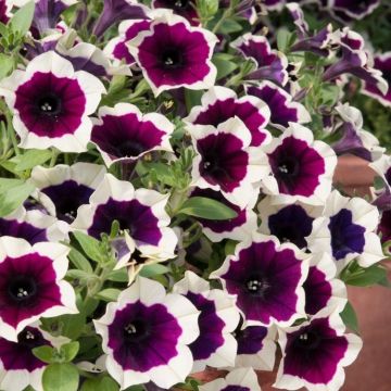 Petunia cascadia Rim Magenta - In Bud & Bloom