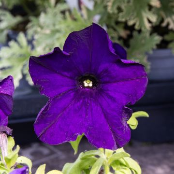 Petunia Blue