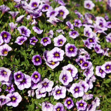 Petunia cascadia Indigo