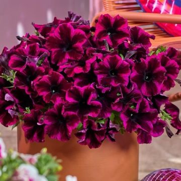 Petunia Cosmic Purple in Bud and Bloom